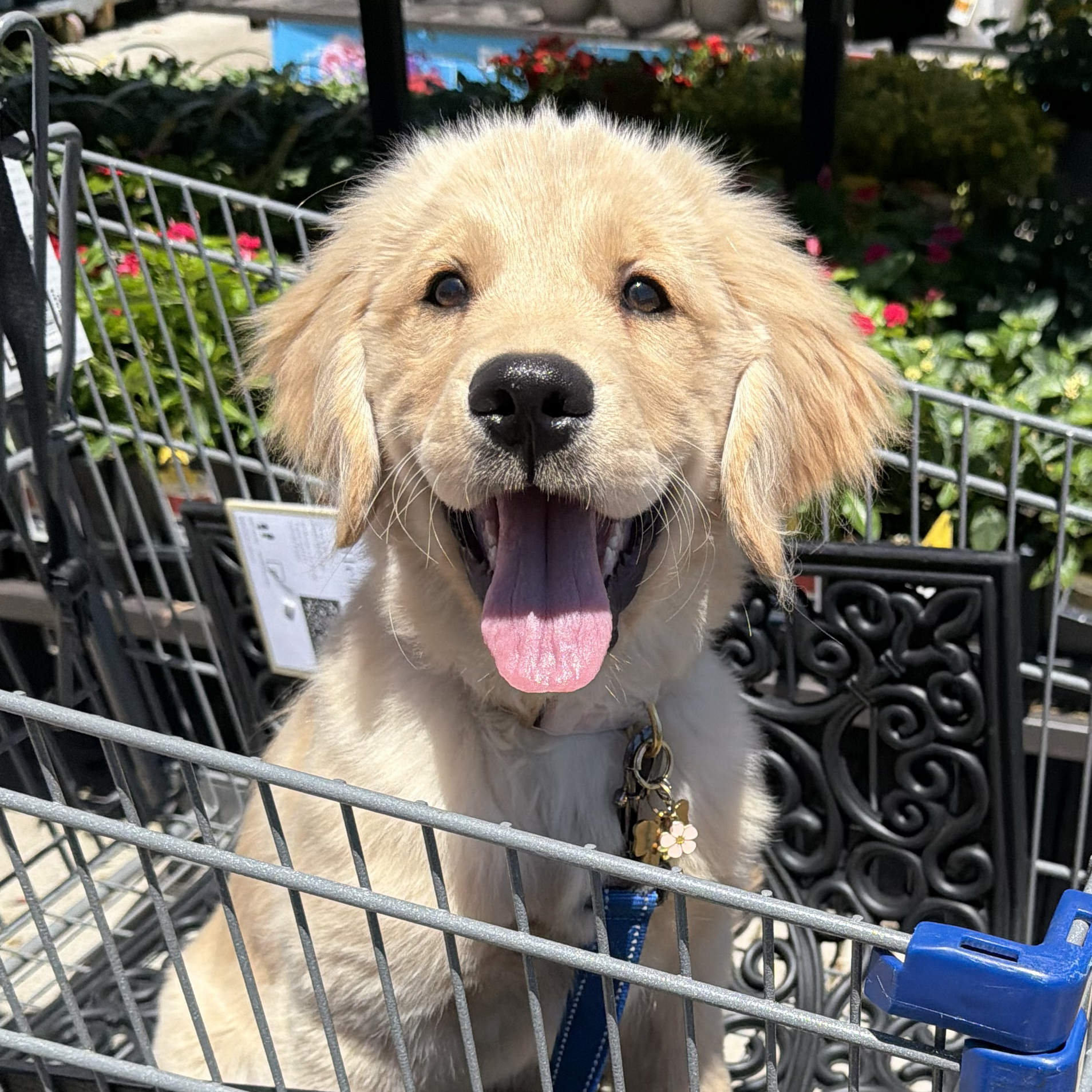 Maple the golden retriever
