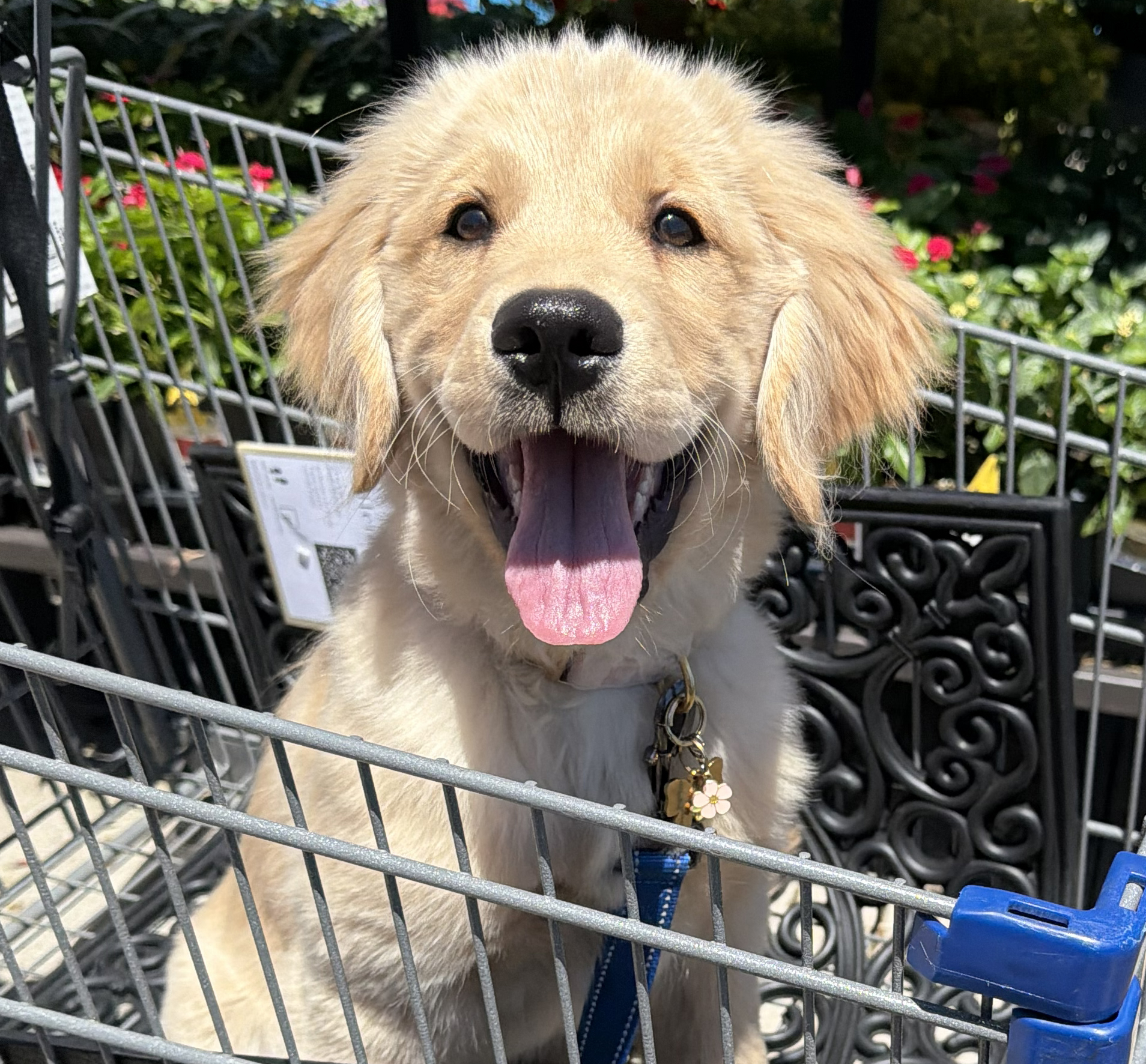 Maple the golden retriever